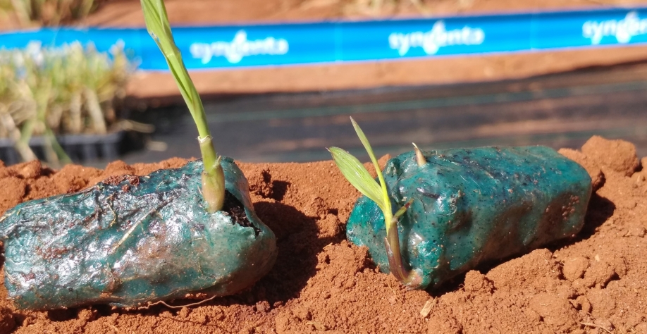 Semente artificial de cana Emerald: inovação que reduz o custo do plantio de cana