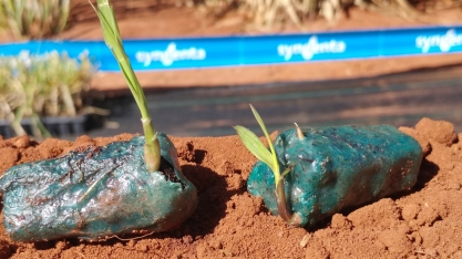 Primeiro plantio comercial com semente de cana acontece na Adecoagro