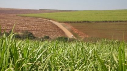 Plantando o futuro