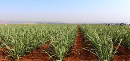 IAC, da Secretaria de Agricultura de SP, orienta sobre os benefícios da irrigação na cana-de-açúcar