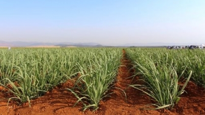IAC, da Secretaria de Agricultura de SP, orienta sobre os benefícios da irrigação na cana-de-açúcar