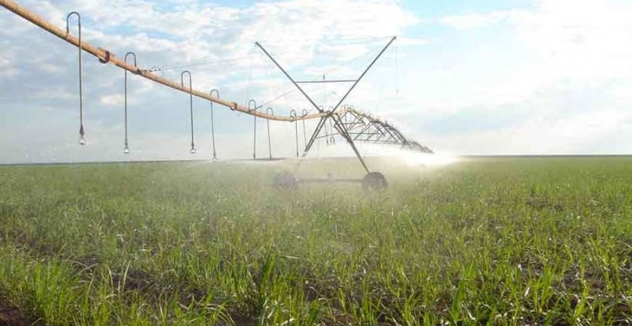 Uso de biológicos nos canaviais avança, como na soja, que já vinha trabalhando com a alternativa aos defensivos agrícolas, opção da agricultura moderna.  (foto: Márcio Barbosa/Divulgação %u2013 26/8/10)
