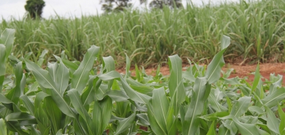Rotação entre milho e cana é boa opção para quem faz confinamento de gado