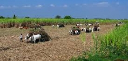 Brasil apresenta petição à OMC contra subsídios indianos ao açúcar