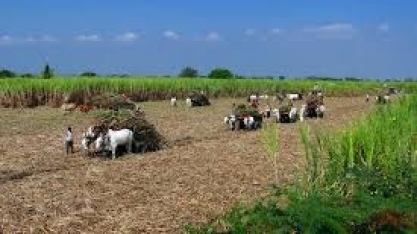 Brasil apresenta petição à OMC contra subsídios indianos ao açúcar