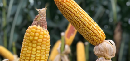 Microrganismo da cana aumenta resistência do milho à seca, diz estudo