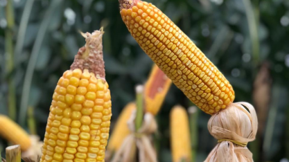 Microrganismo da cana aumenta resistência do milho à seca, diz estudo