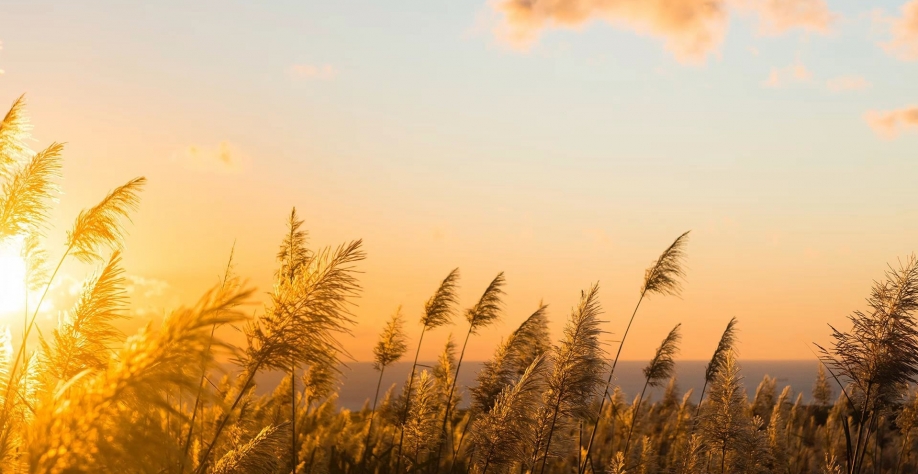 Estima-se que 25% a 30% das variedades disponíveis no mercado possuam alto potencial de florescimento. Perdas podem chegar a 30%. Foto: Divulgação Nufarm
