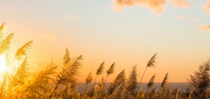 Manejo com inibidores de florescimento acarreta ganhos na produtividade e qualidade da matéria-prima