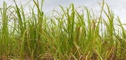 Estiagem acende sinal de alerta para usinas