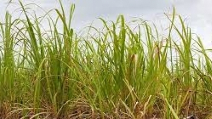 Estiagem acende sinal de alerta para usinas
