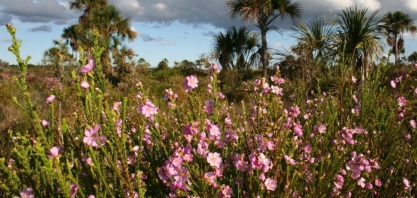 CEO da BlackRock divulga carta e coloca sustentabilidade como centro de investimentos