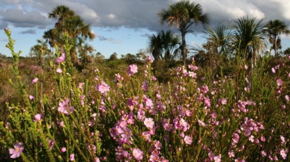 CEO da BlackRock divulga carta e coloca sustentabilidade como centro de investimentos