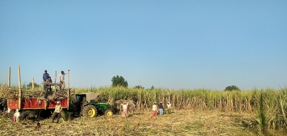 Produção de açúcar da Índia recua 26% entre 1/10 e 15/01, aponta órgão comercial