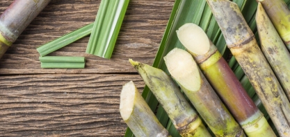 Safra 19/20 segue com números positivos em Alagoas