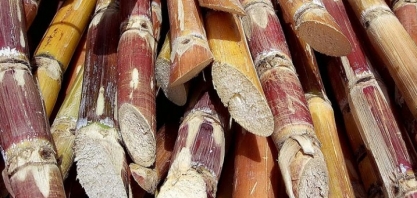 Etanol é eficiente como solvente na extração de óleos essenciais