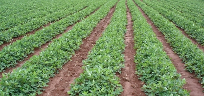 Dia de campo capacita produtores em produção integrada de amendoim