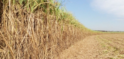 Produtividade tem aumento de 5% nos canaviais brasileiros
