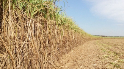 Produtividade tem aumento de 5% nos canaviais brasileiros