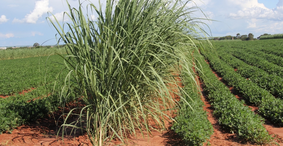 Área de Meiosi de cana com amendoim