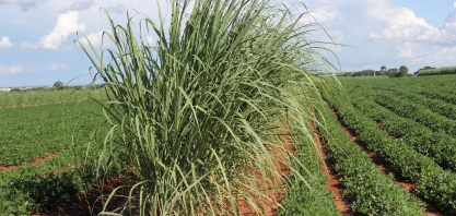 Sugestões para o sucesso do sistema MPB e Meiosi