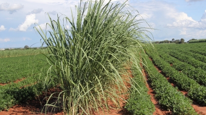 Sugestões para o sucesso do sistema MPB e Meiosi