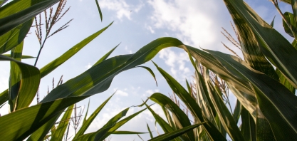 Bunge vende participação em usina de etanol de Iowa (EUA)