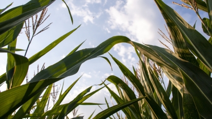 Bunge vende participação em usina de etanol de Iowa (EUA)
