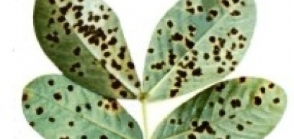 Períodos altamente chuvosos favorecem o aparecimento de doenças no Amendoim como mancha preta e mancha castanha