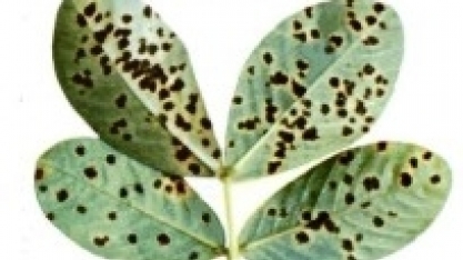Períodos altamente chuvosos favorecem o aparecimento de doenças no Amendoim como mancha preta e mancha castanha