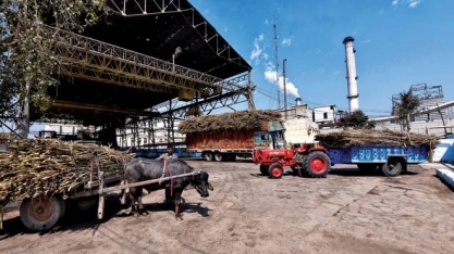 Produção de açúcar na Índia caiu 30% nos primeiros três meses da safra