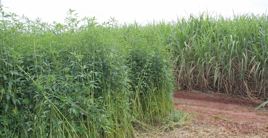 O uso de adubos naturais como a crotalária contribui para a descarbonização dos canaviais