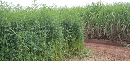 Nutrição dos canaviais e uso de diesel precisarão ser revistos para o setor obter mais CBIOs