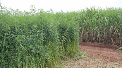 Nutrição dos canaviais e uso de diesel precisarão ser revistos para o setor obter mais CBIOs