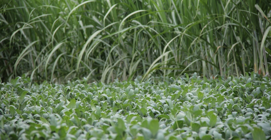 Soja em Meiosi com a cana em área de renovação de canaviais