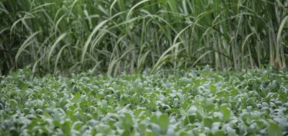 Cada vez mais a soja ocupa as áreas de renovação de canaviais