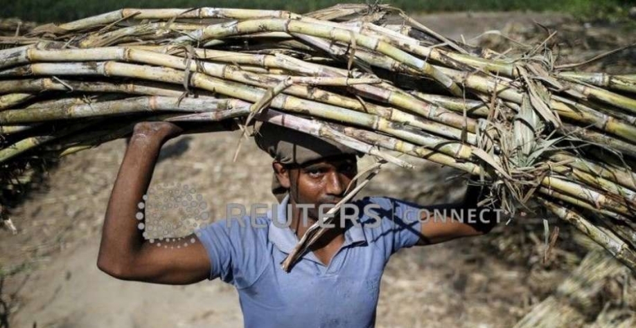Trabalhador carrega um maço de cana na cabeça em uma fazenda perto de Modinagar, no Estado de Uttar Pradesh, na Índia 04/03/2016 REUTERS/Anindito Mukherjee. Foto: Reuters