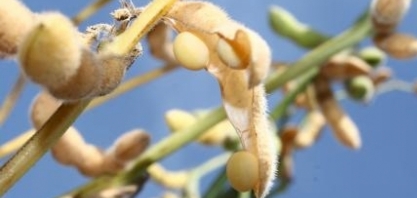 Frete: Abiove questiona reajuste de 9% no preço mínimo para transporte de grãos