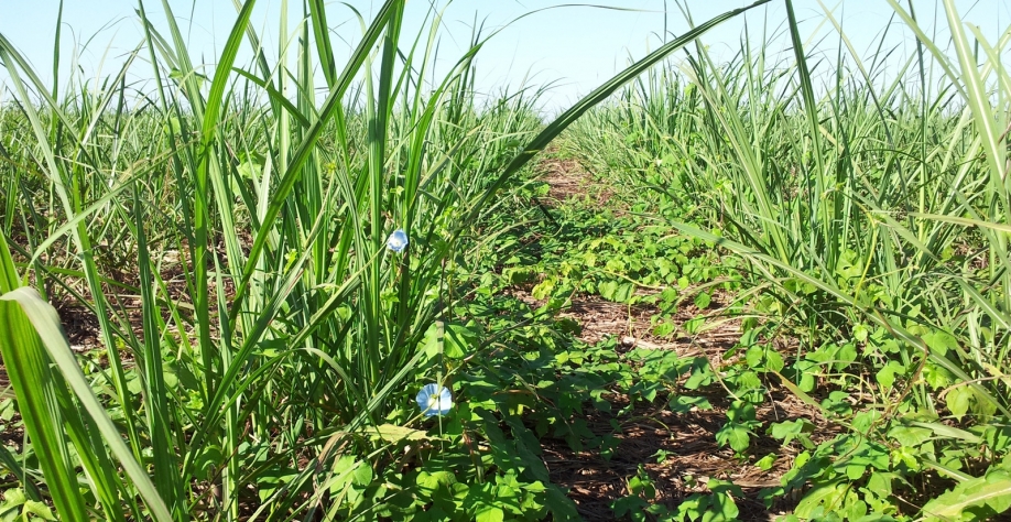 No período quente e úmido, as plantas daninhas encontram condições climáticas favoráveis para se desenvolverem