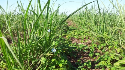 No período quente e úmido, as plantas daninhas crescem quatro vezes mais rápido do que a cana