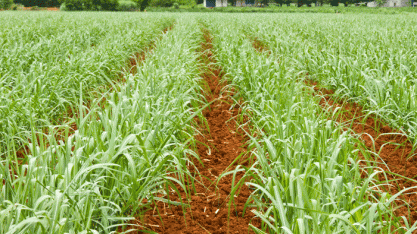 Vespas são eficazes no controle de pragas agrícolas