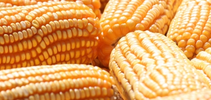 Em janeiro, produção de etanol de milho lidera a oferta