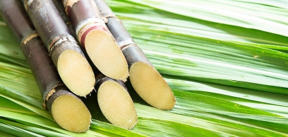 Setor canavieiro reforça retomada do crescimento