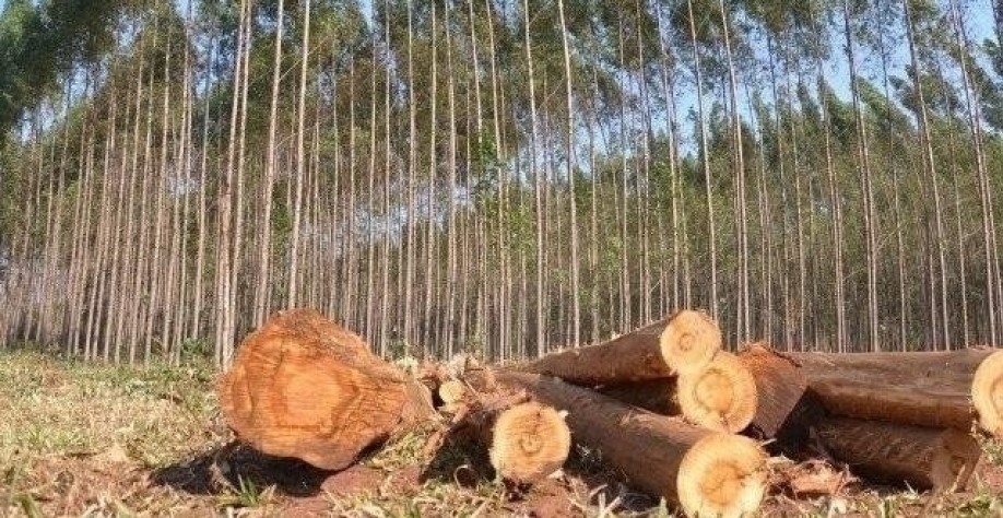 MS é o segundo estado do País na produção de eucalipto e celulose. (Arquivo)