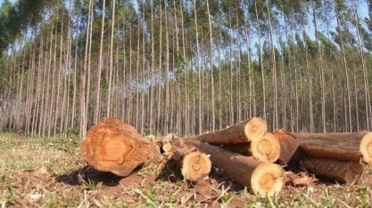 MS quer agregar valor a produção agropecuária com foco na sustentabilidade