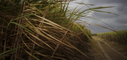 Preço recorde de etanol no brasil pode cair com boa colheita