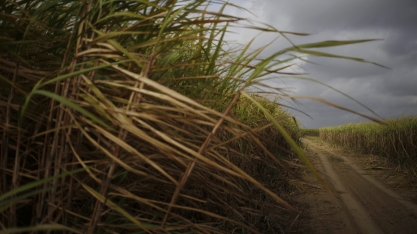 Preço recorde de etanol no brasil pode cair com boa colheita