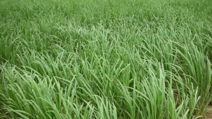 LNBR divulga 48ª edição do Boletim de Monitoramento da cana-de-açúcar em São Paulo e Goiás