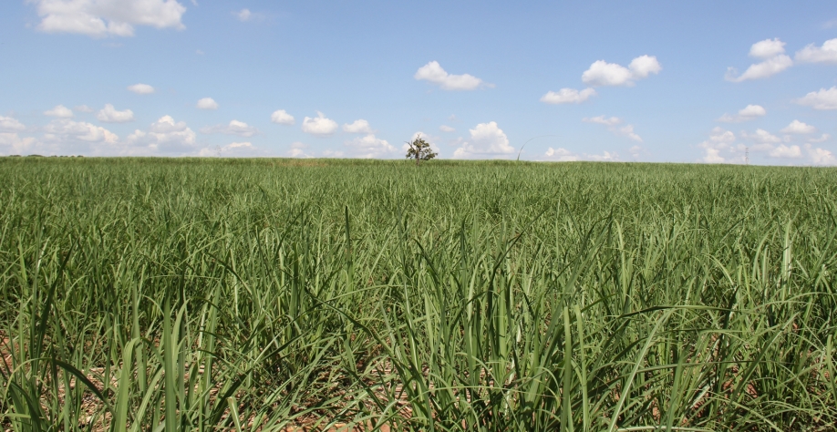 Pré-maturadores aumentam o processo fotossintético da planta, causando incremento na produção de sacarose