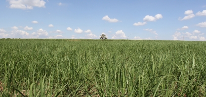 Uso de pré-maturadores pode entregar incrementos entre 1.000 a 3.500 kg de açúcar a mais por hectare